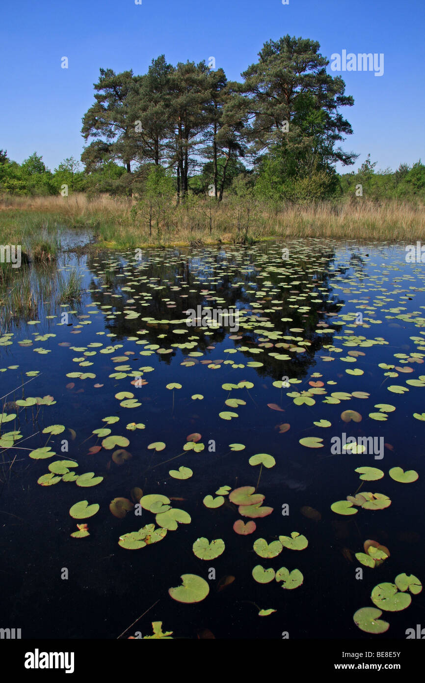 Vista su tutta l'acqua con foglie galleggianti a Rolvennen Foto Stock