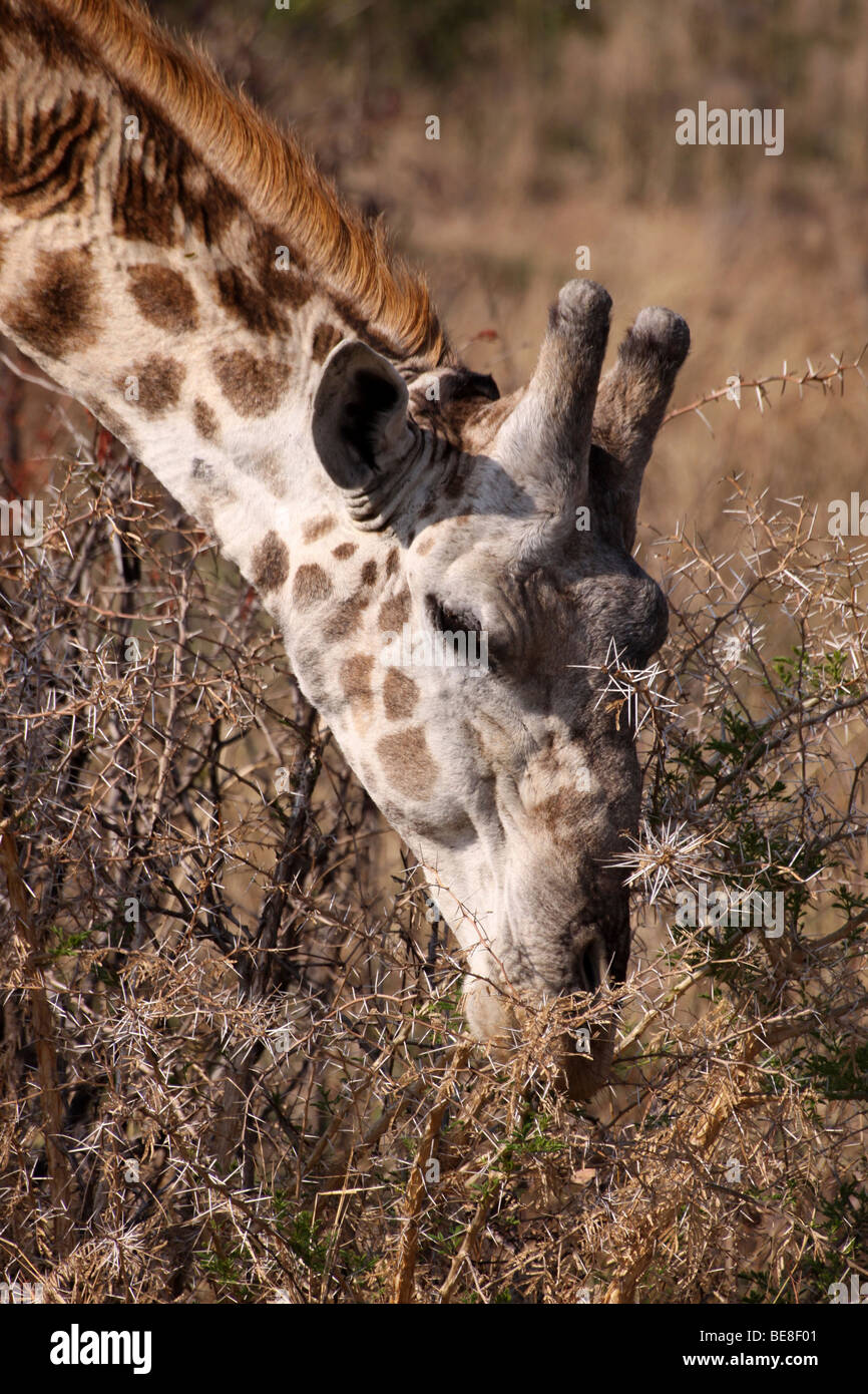 Capo di un gruppo di alimentazione del Sud Giraffa giraffa camelopardalis giraffa nel Parco Nazionale di Kruger, Sud Africa Foto Stock