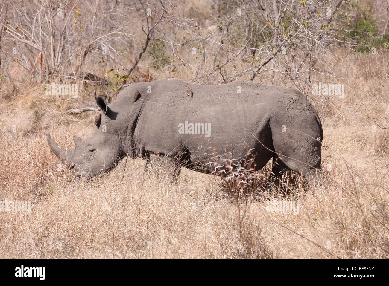 Rinoceronte bianco Ceratotherium simum nel Parco Nazionale di Kruger, Sud Africa Foto Stock