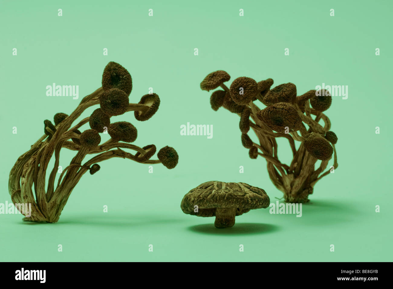 Funghi secchi Foto Stock