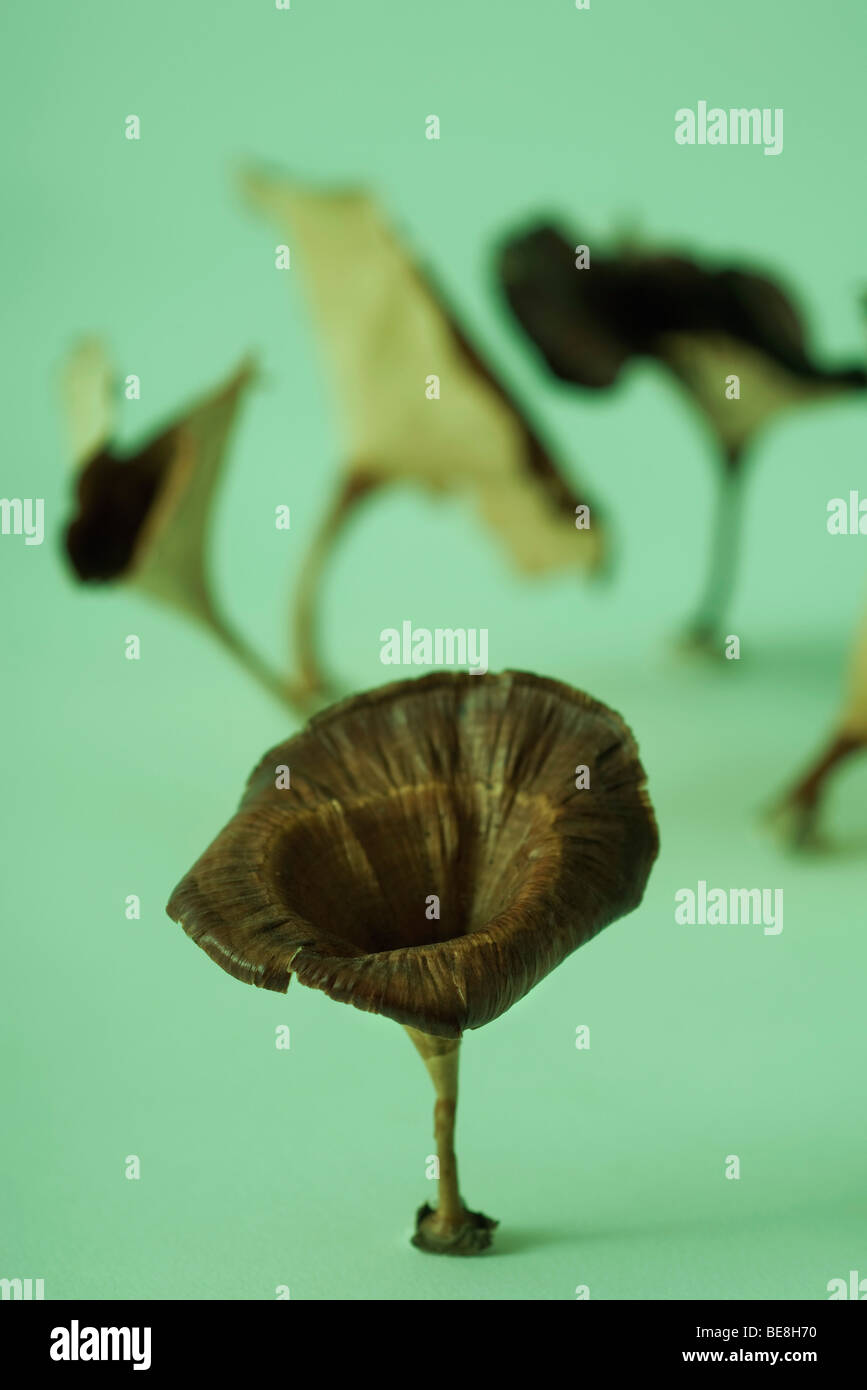 Funghi secchi Foto Stock