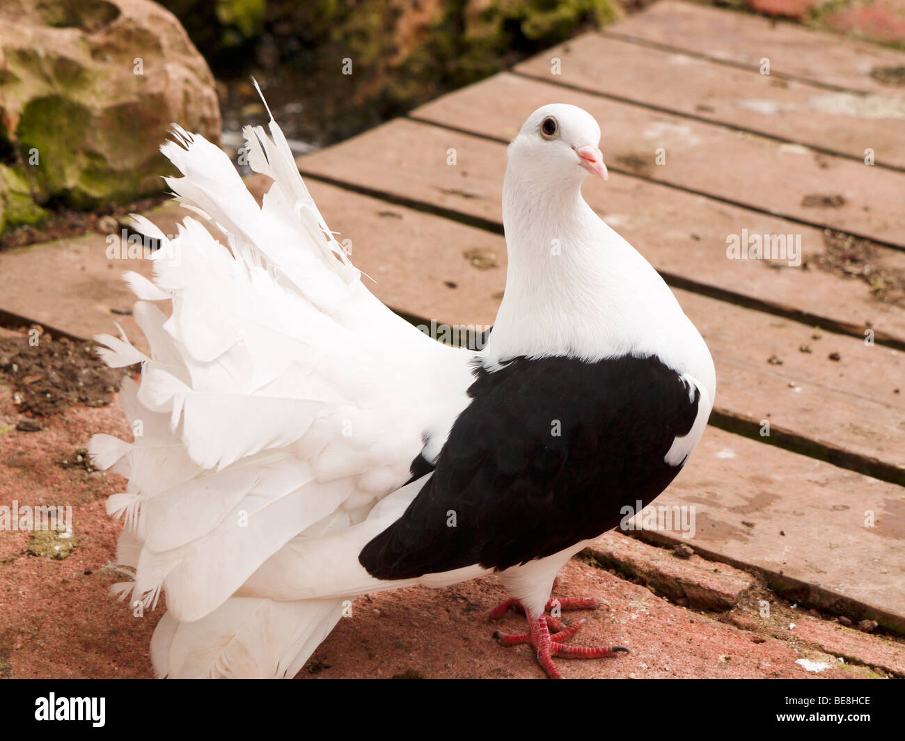Uccello colomba immagini e fotografie stock ad alta risoluzione - Alamy