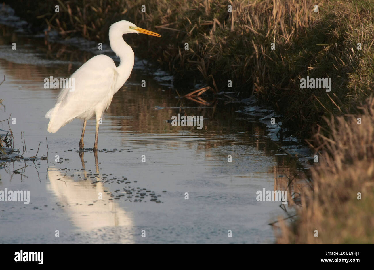 Grote zilverreiger aan het jagen in een sloot; rovistando airone bianco maggiore in un fosso Foto Stock