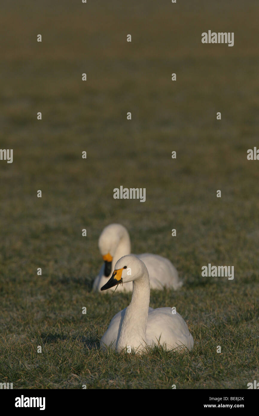 Kleine Zwaan; Bewicks Swan; Cygnus columbianus; Foto Stock