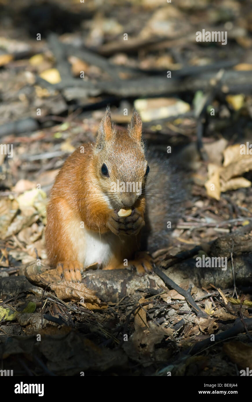 Uno scoiattolo mangiare il dado Foto Stock