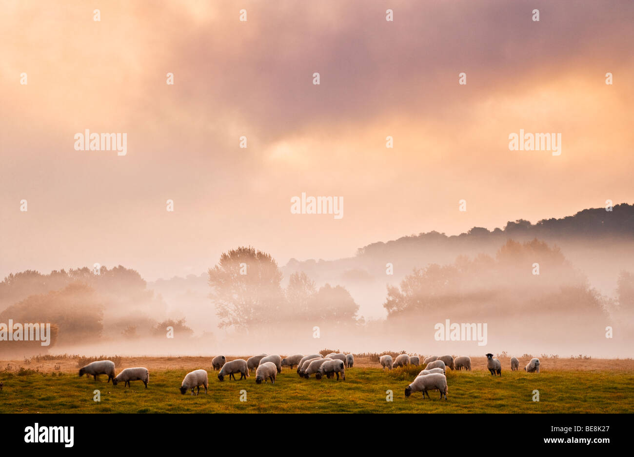 Un gregge di pecore in un campo su un moody suggestiva atmosfera nebbiosa mattina autunnale nel Kennet Valley vicino a Axford, Wiltshire, Regno Unito Foto Stock