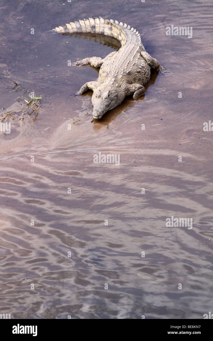 Coccodrillo del Nilo Crocodylus niloticus sulle rive di un fiume Sandbank nel Parco Nazionale Kruger Sud Africa Foto Stock