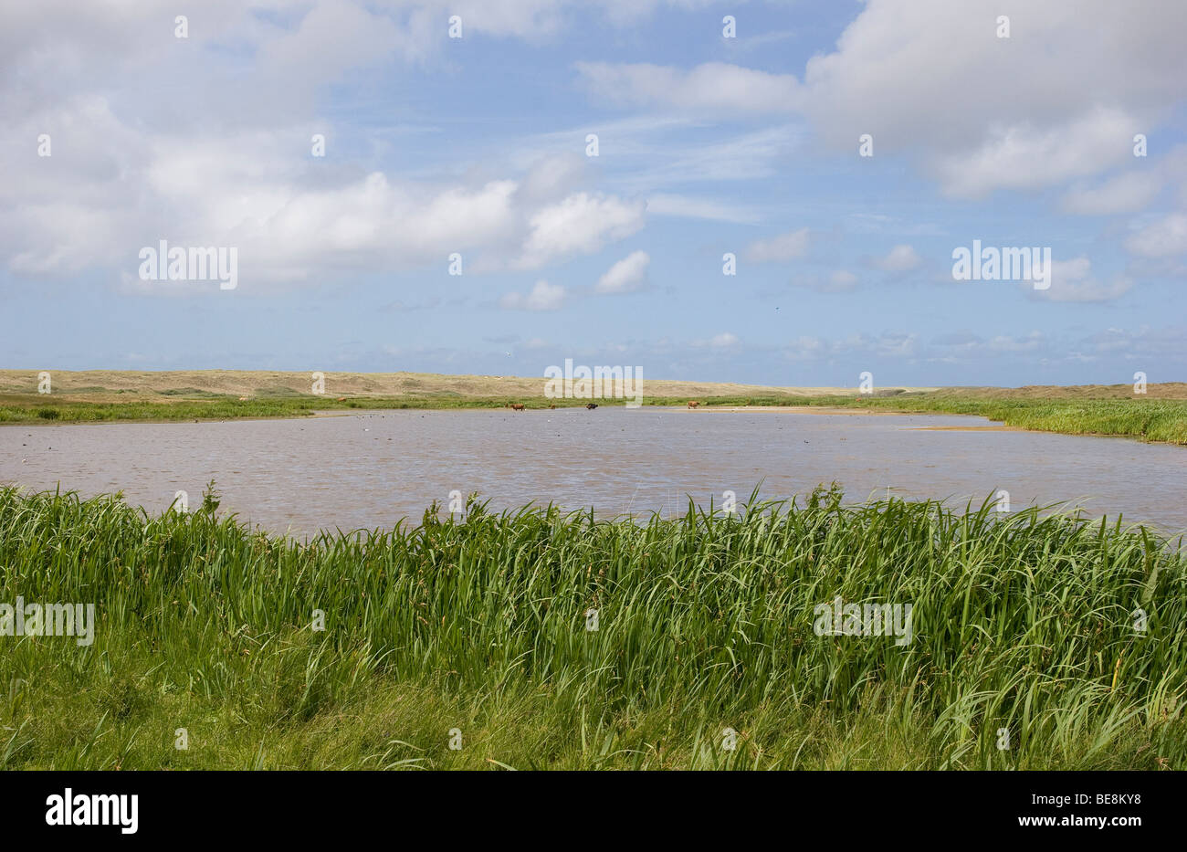 Natuurgebied Het Grote Vlak Texel op met op de achtergrond grote grazers Foto Stock
