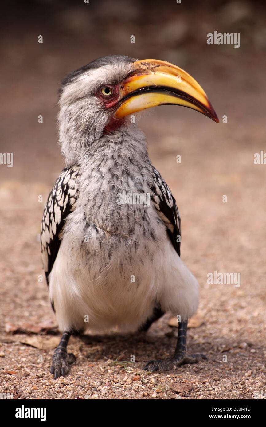Southern Yellow-fatturati Hornbill Tockus leucomelas nel Parco Nazionale di Kruger, Sud Africa Foto Stock