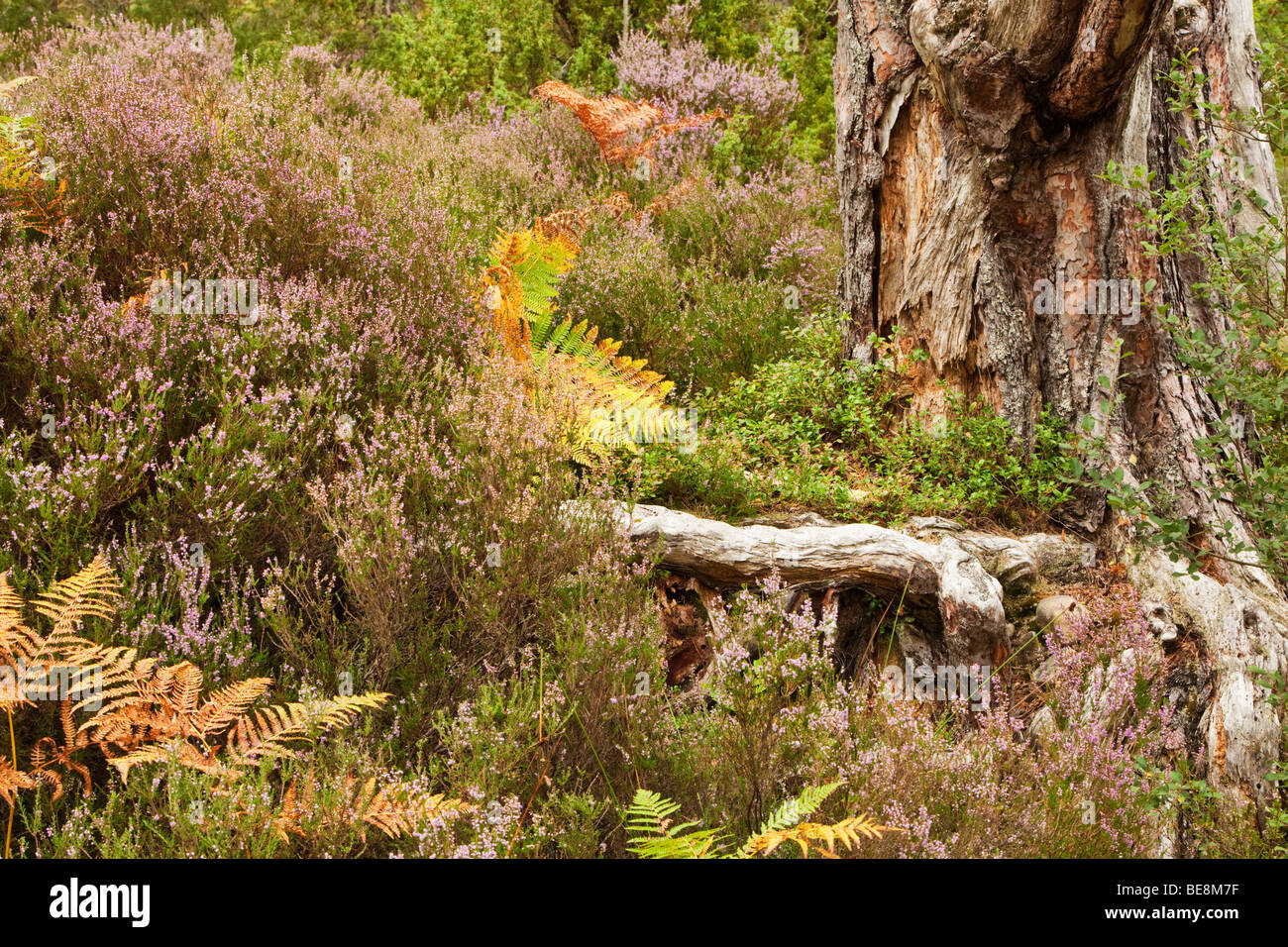 Close up heather e bracken alla base dell'albero sul suolo della foresta in Caledonian pineta a Loch un Eilein, Cairngorms National Pa Foto Stock