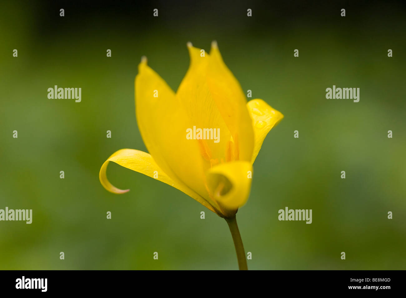 Fiore di un tulipano selvatico in estate Neerijnen, Bloem van de bostulp (Tulipa sylvestris) in Landgoed Neerijnen Foto Stock