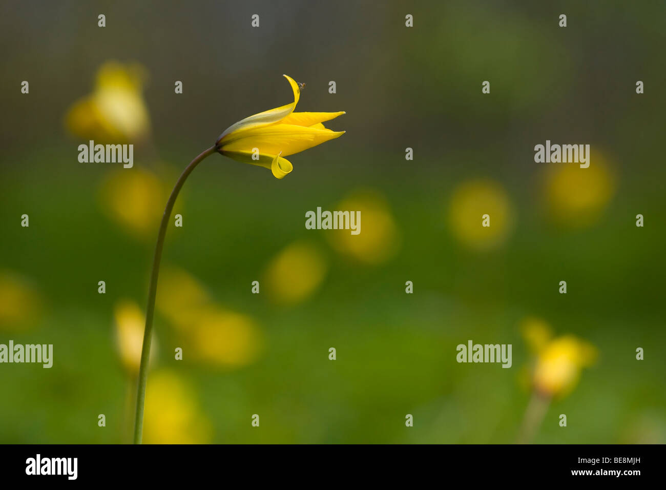 Fiore di un tulipano selvatico in estate Neerijnen Foto Stock