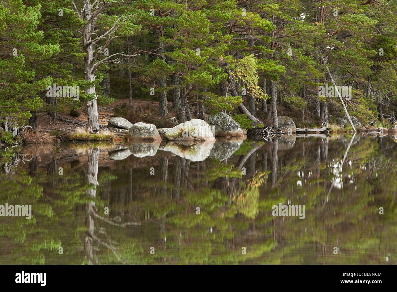 Caledonian Pineta riflessa nell'acqua ancora di Loch Garten, Cairngorms National Park, Highlands scozzesi, Regno Unito Foto Stock