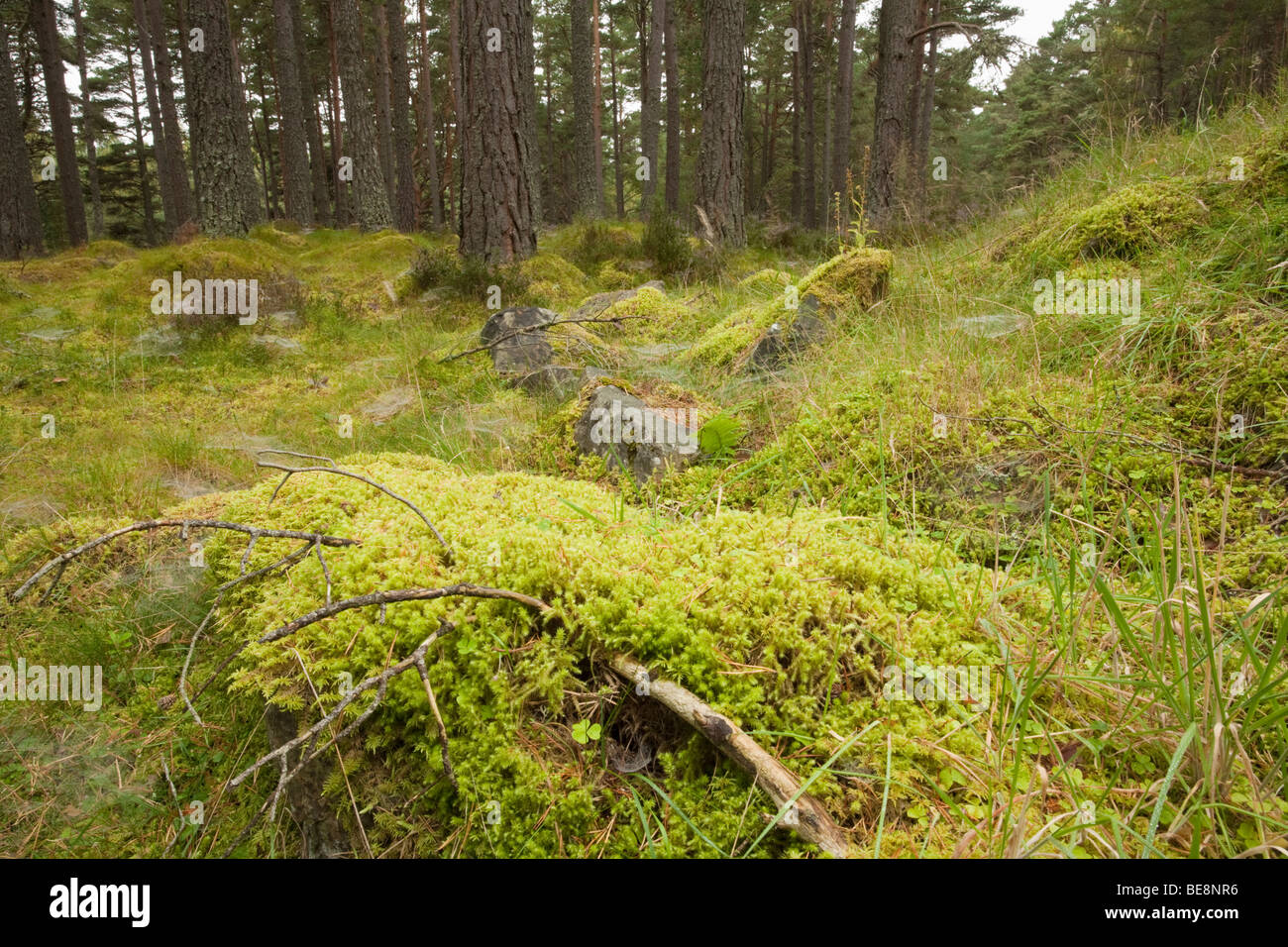 Caledonian pineta sul modo Spey vicino a Boat of Garten, Cairngorms National Park, Highlands scozzesi, Regno Unito Foto Stock