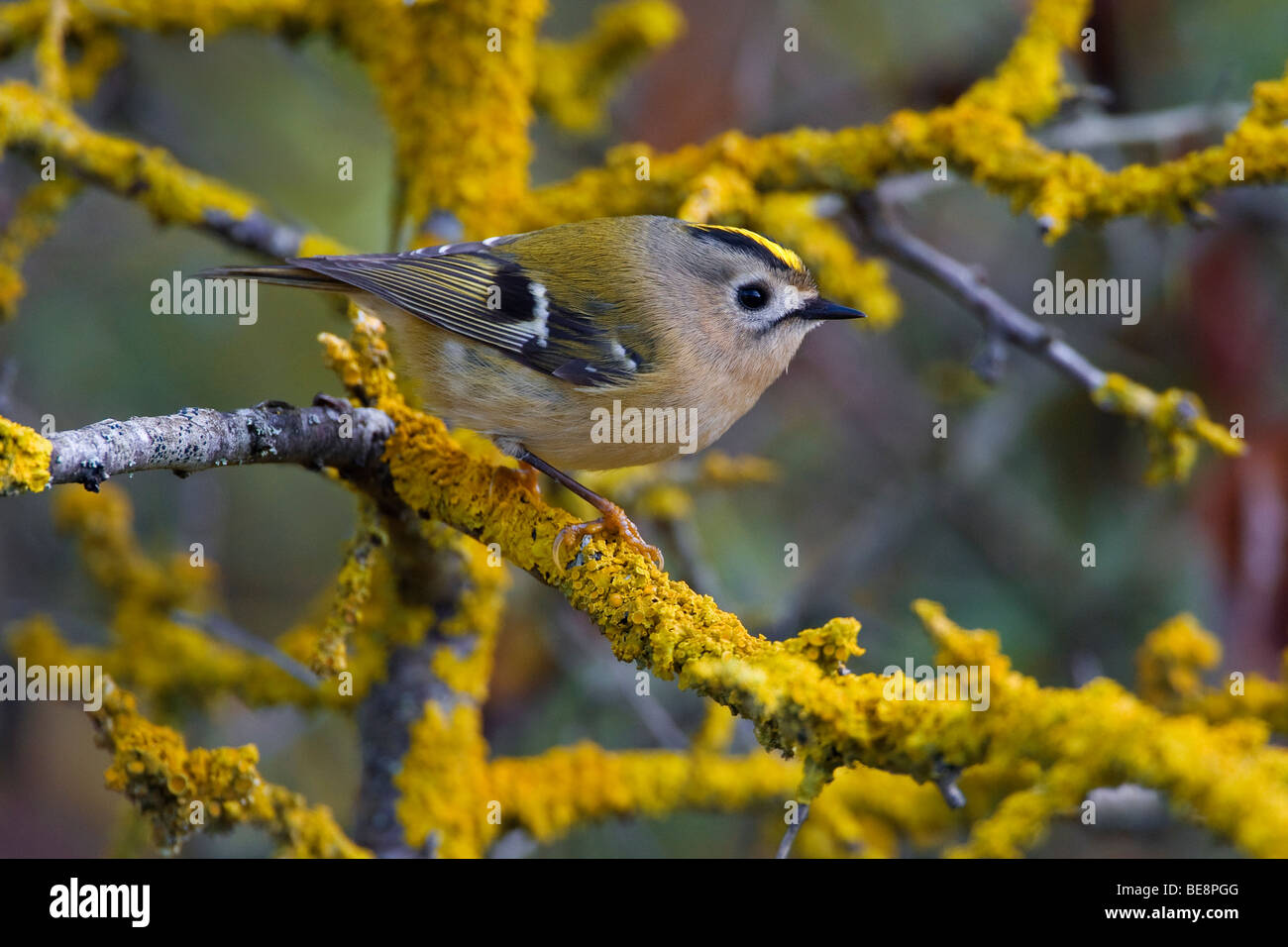 Tuinvogel op een tak incontrato korstmos. Goldcrest su un ramoscello con il lichen. Foto Stock