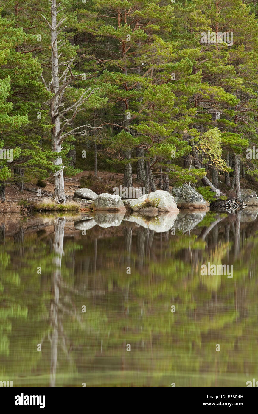 Caledonian Pineta riflessa nell'acqua ancora di Loch Garten, Cairngorms National Park, Highlands scozzesi, Regno Unito Foto Stock