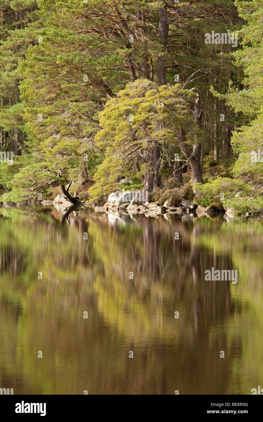 Forest riflessioni sul Loch Garten, Abernethy Forest Riserva Naturale Nazionale, Cairngorms National Park, Scotland, Regno Unito Foto Stock