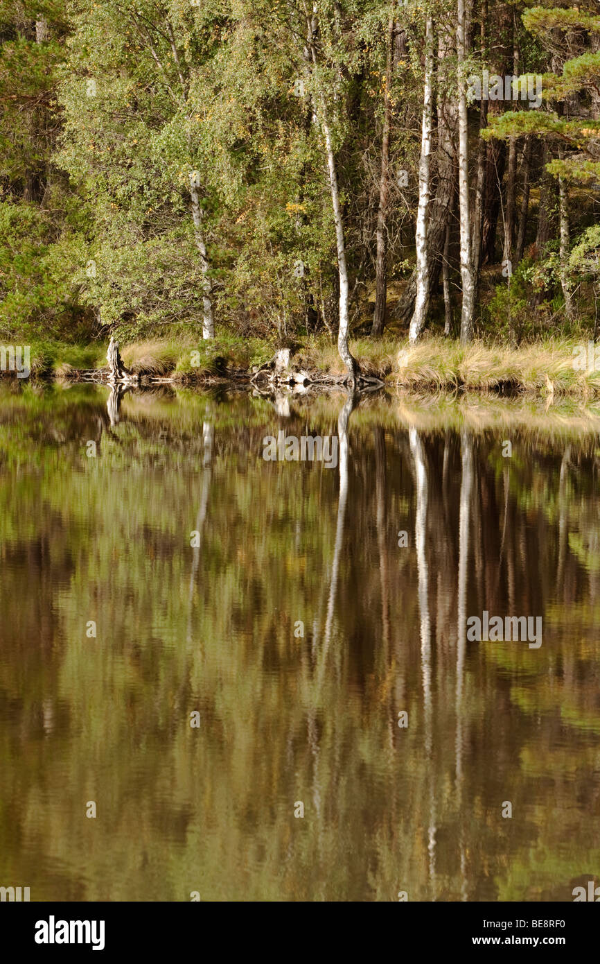 Forest riflessioni sul Loch Garten, Abernethy Forest Riserva Naturale Nazionale, Cairngorms National Park, Scotland, Regno Unito Foto Stock