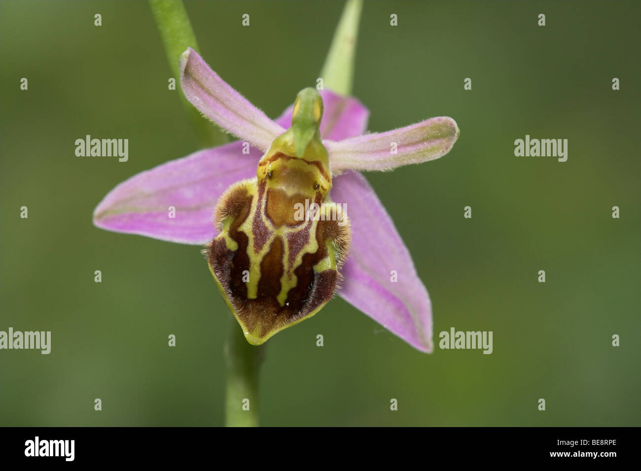Bijenorchis; Bee Orchid Foto Stock