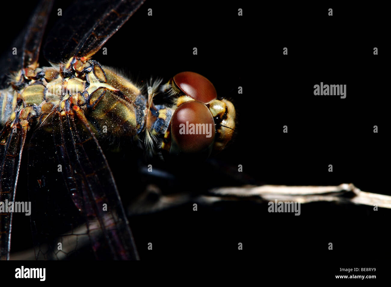 Dragonfly in macro contro uno sfondo nero Foto Stock