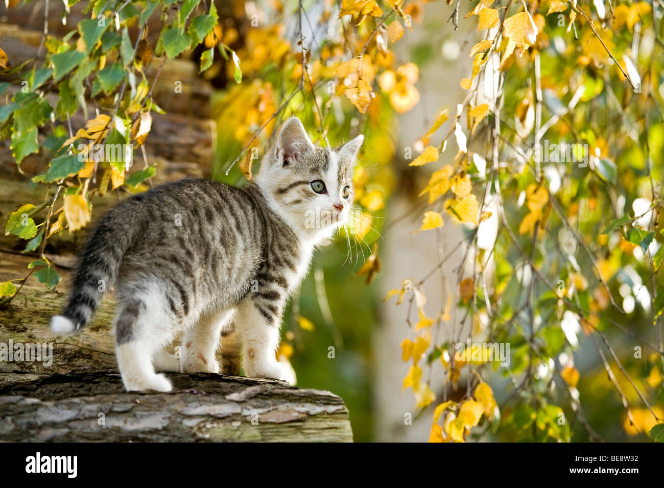 Il gatto domestico, gattino su un log Foto Stock