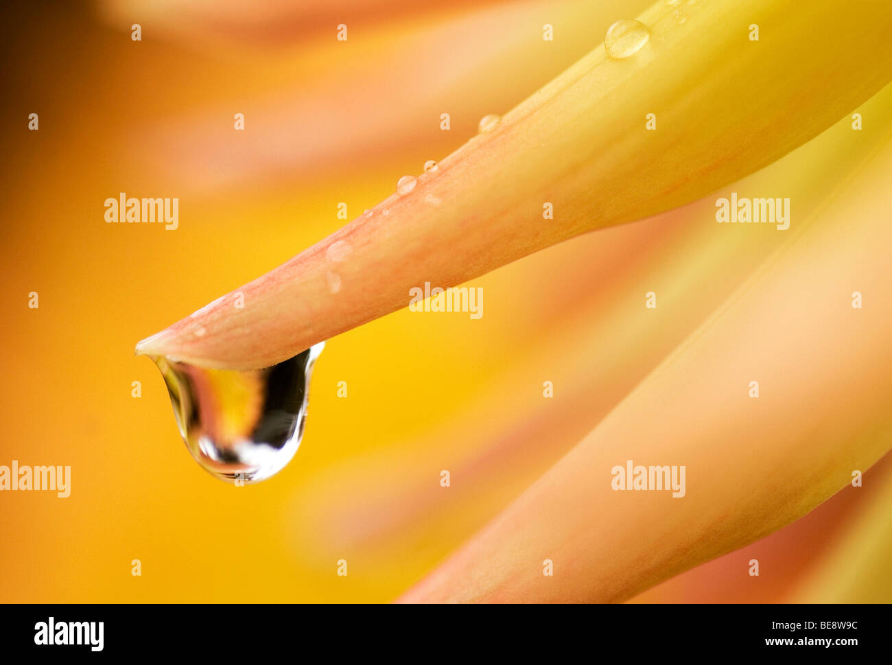 Regendruppel hangend aan gele tuinplant Dahlia; Raindrop appeso sul giallo fiore giardino Dahlia. Foto Stock