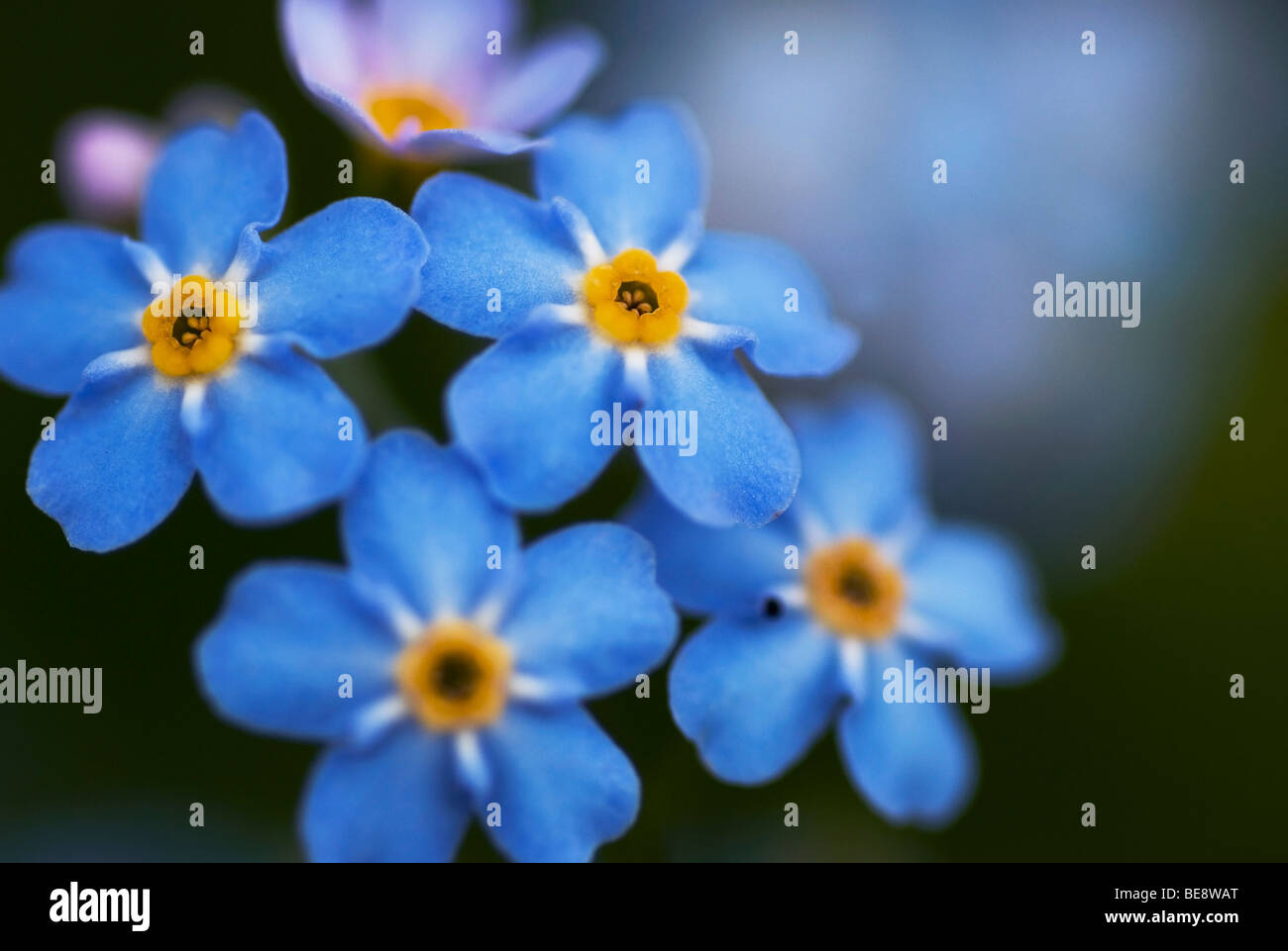 Close up foto di acqua dimenticare-me-non (Myosotis palustris) Foto Stock