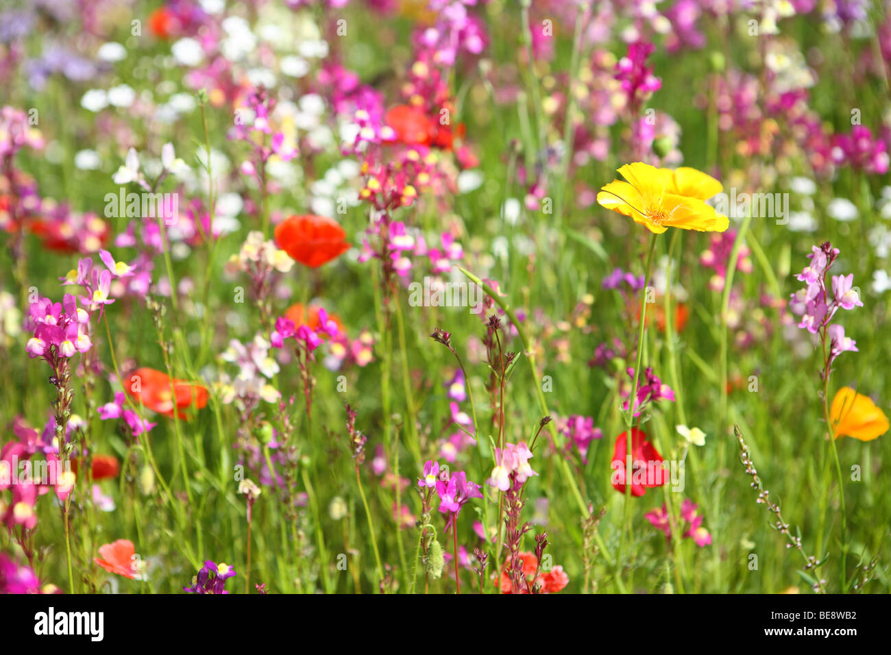 Fiore selvatico prato fotografo in Inghilterra Settentrionale Foto Stock