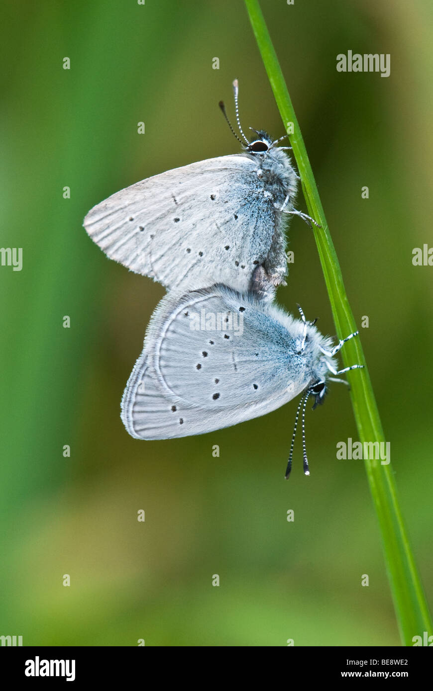 Piccole farfalle blu Cupido minimus coniugata Foto Stock