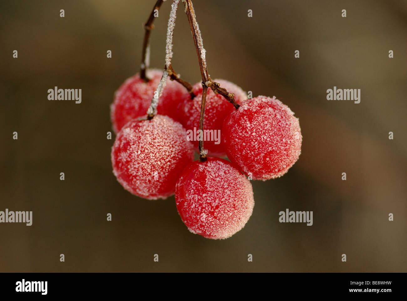 Rijp op rode bessen van Gelderse roos Foto Stock