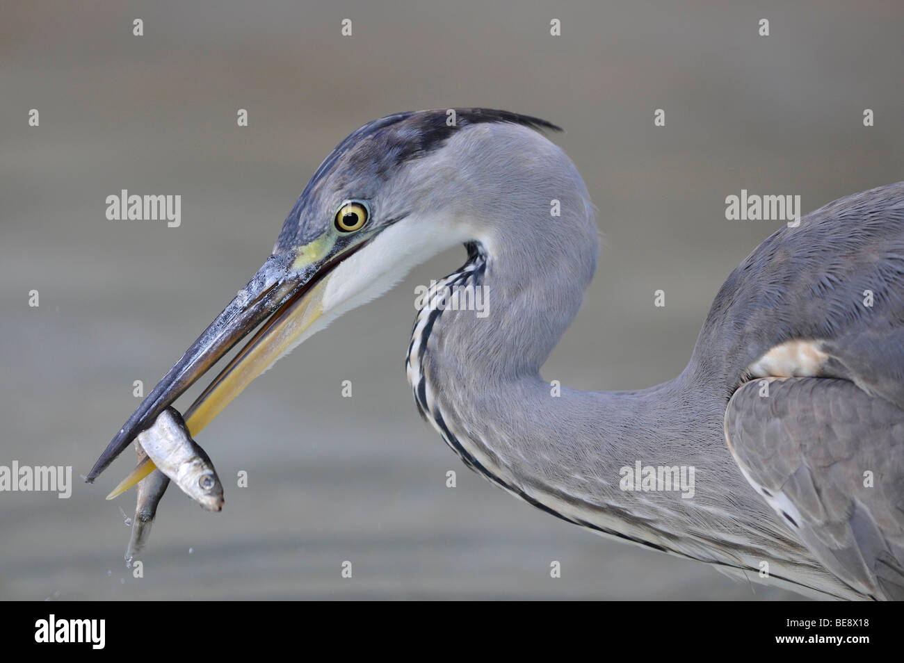 Airone cinerino (Ardea cinerea) con pesce pescato nel suo becco Foto Stock