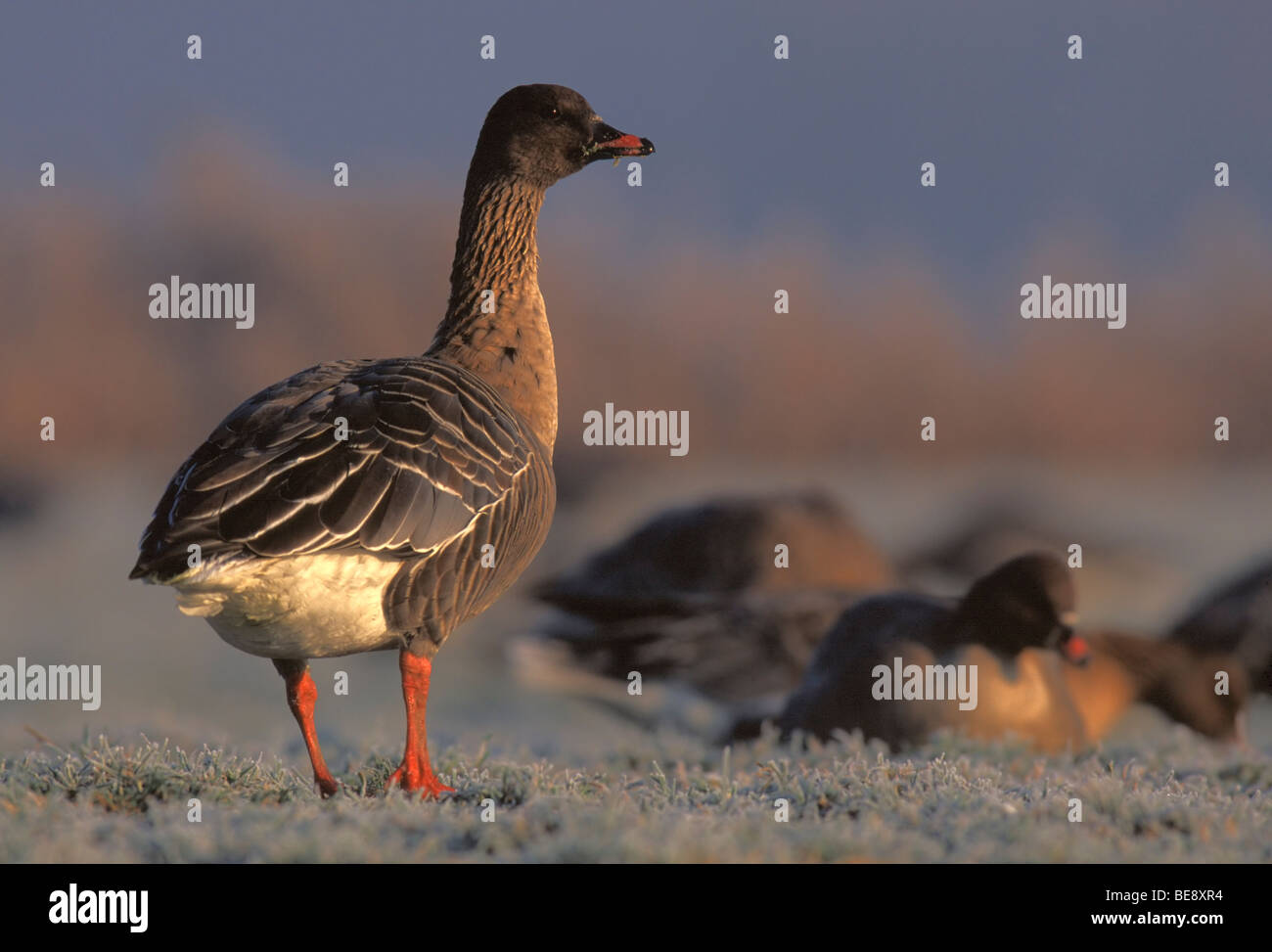 Kleine Rietgans (Anser brachyrhynchus), belgi di rosa-footed Goose (Anser brachyrhynchus), Belgio Foto Stock