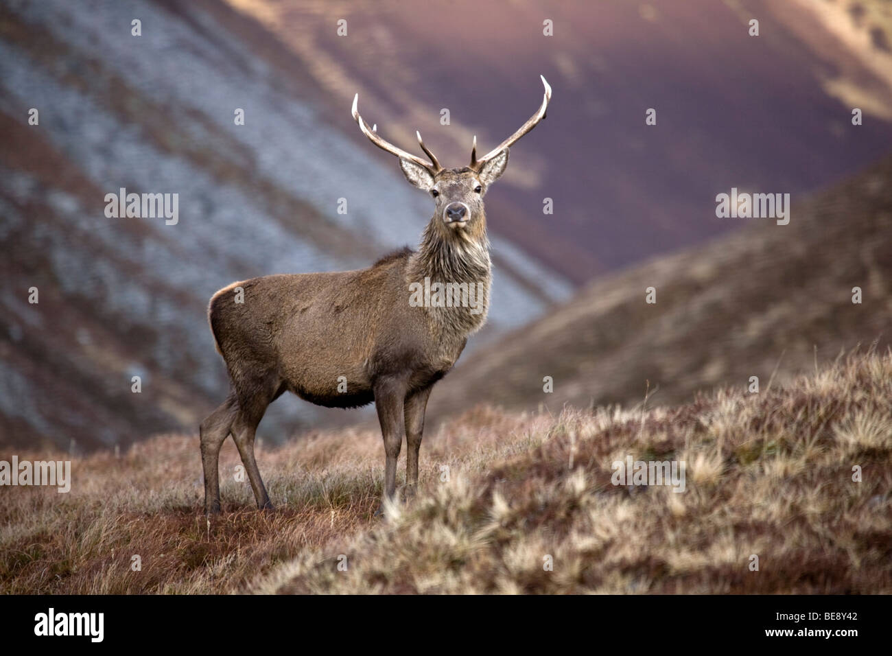 Red Deer Cervus elaphus in Alladale, Sutherland, Highlands scozzesi Foto Stock