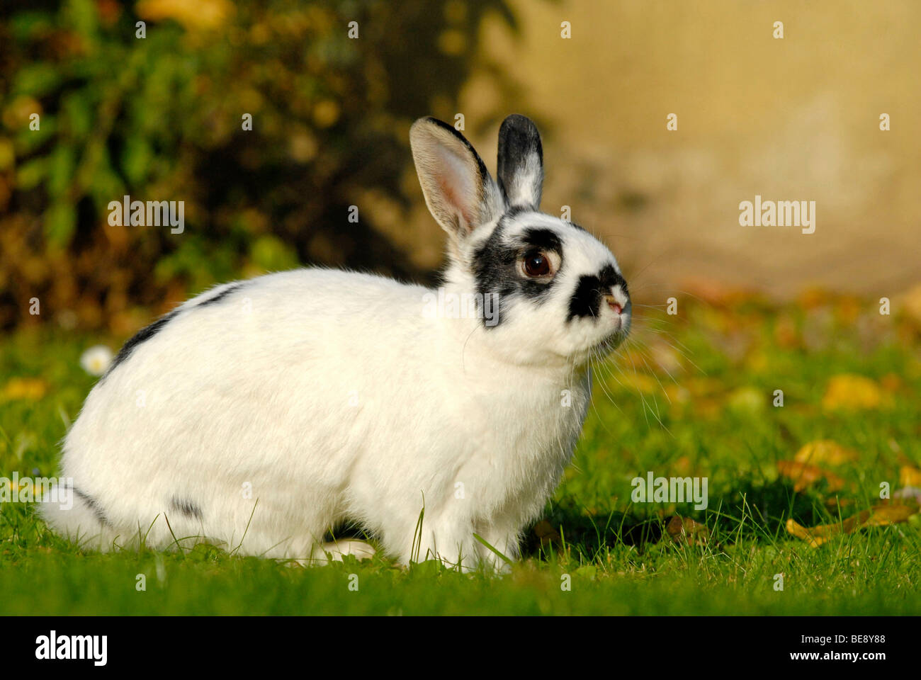 Giovani Dwarf Rabbit, pinto colorati, seduto sul prato Foto Stock