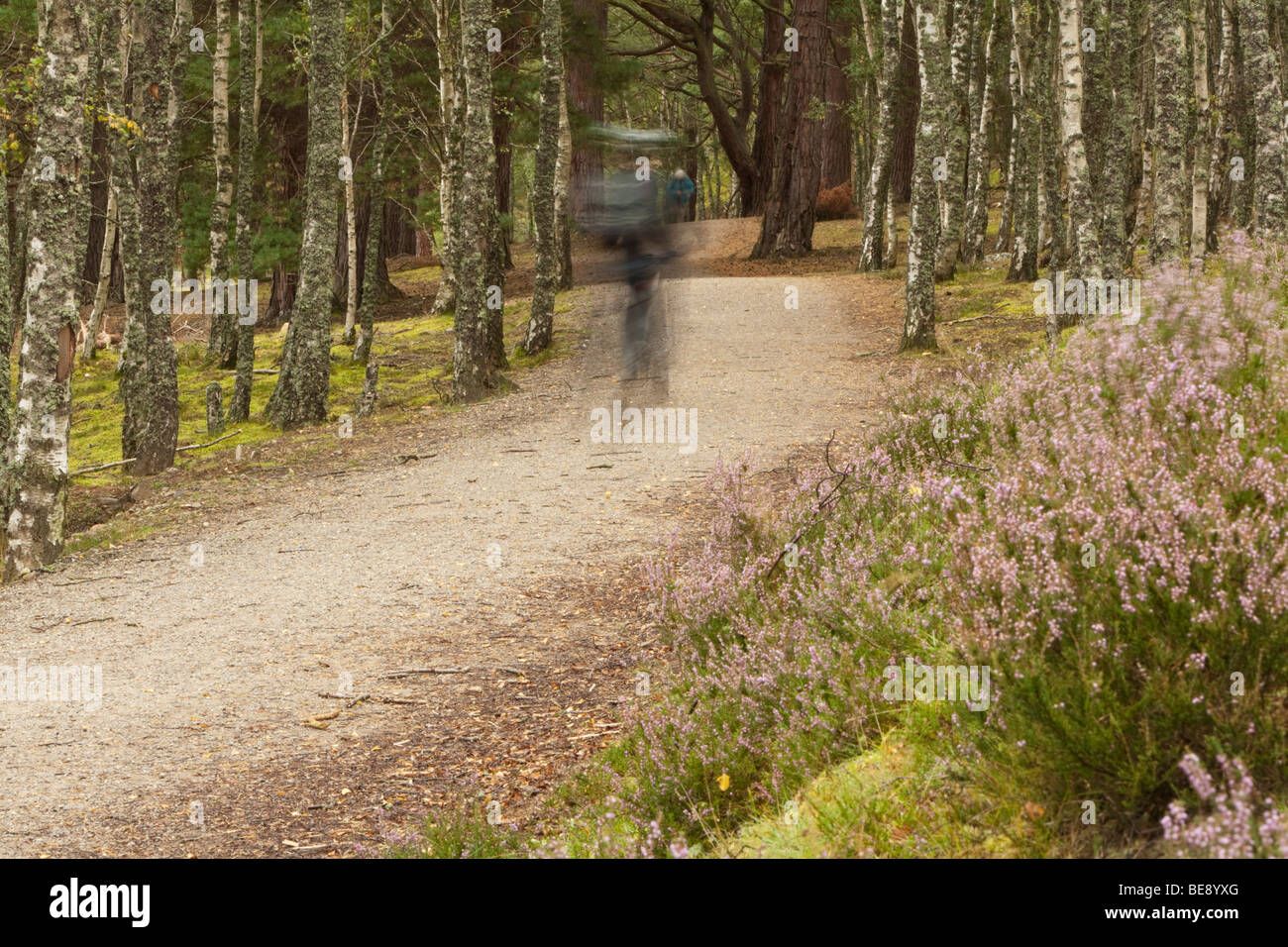 Ciclista sul modo Spey vicino a Aviemore, Cairngorm National Park, Highlands scozzesi, Regno Unito Foto Stock