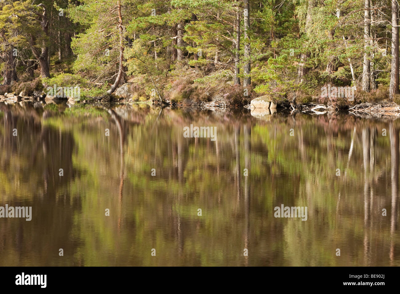 Forest riflessioni sul Loch Garten, Abernethy Forest Riserva Naturale Nazionale, Cairngorms National Park, Scotland, Regno Unito Foto Stock