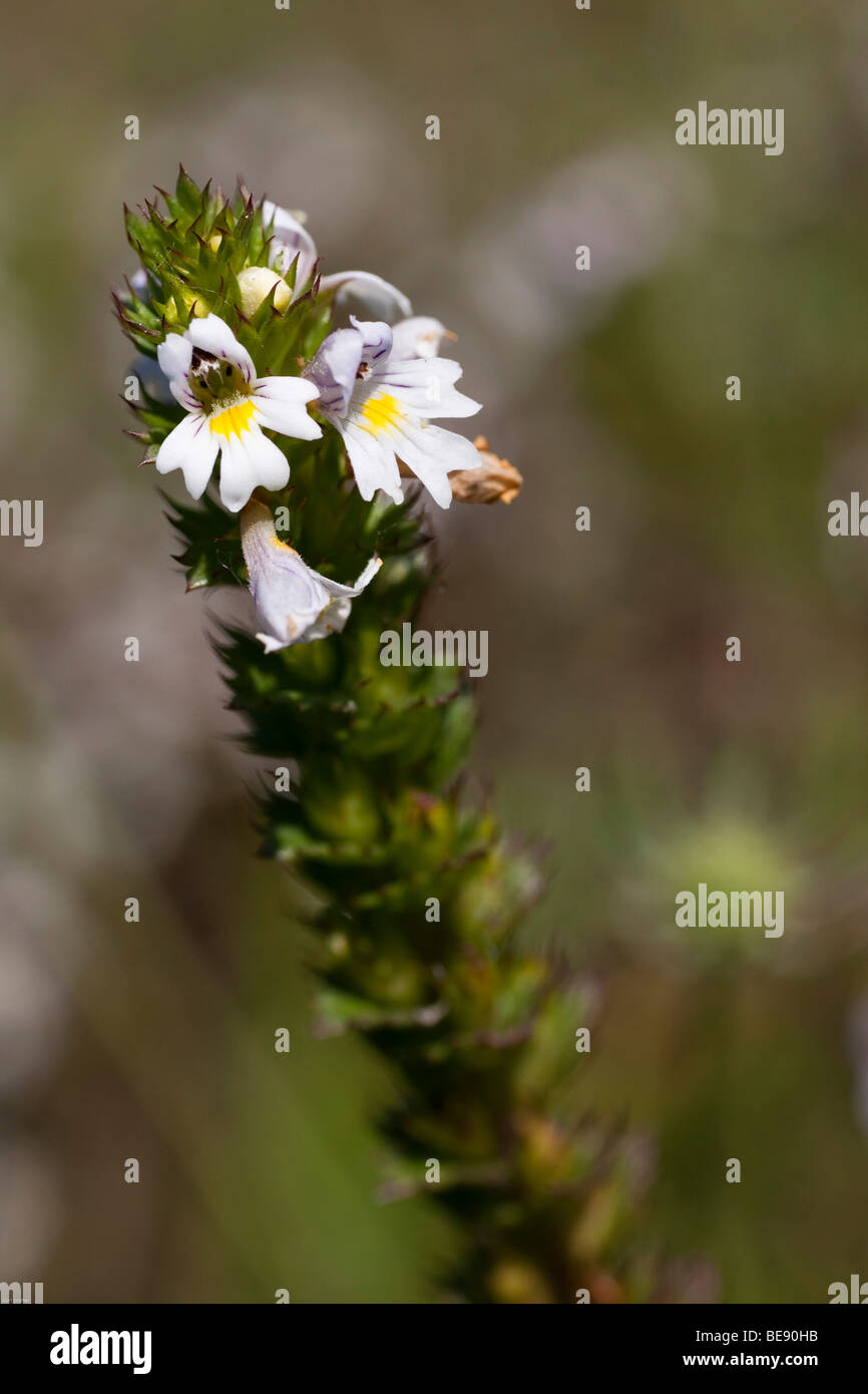 Eyebright (Euphrasia rostkoviana), close-up, una pianta medicinale Foto Stock