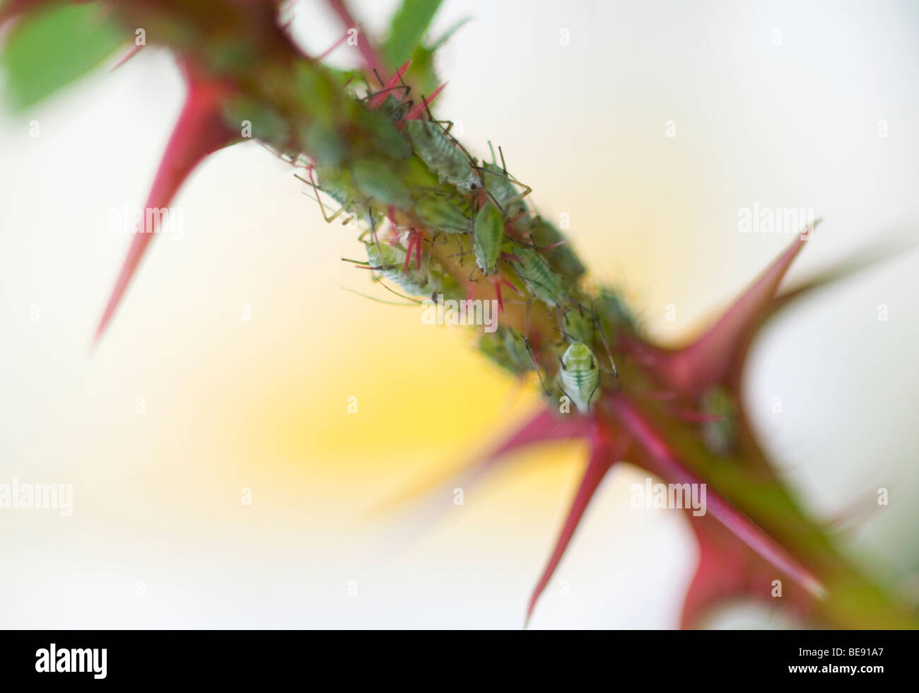 Afidi sullo stelo di una rosa selvatica; bladluizen op de stengel van een wilde roos; Foto Stock