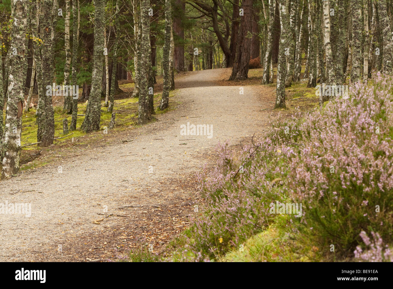Il modo Spey vicino a Aviemore, Cairngorm National Park, Highlands scozzesi, Regno Unito Foto Stock