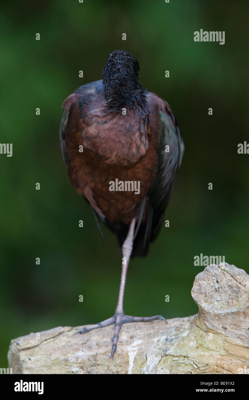 Ibis lucido dormire - Plegadis falcinellus Foto Stock