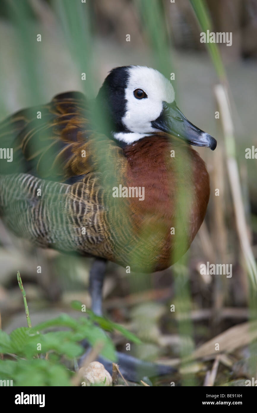 Di fronte bianco-sibili Duck - Dendrocygna viduata Foto Stock