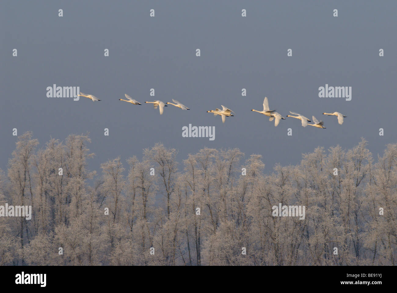 Kleine Zwaan;Bewick's Swan;Cygnus bewickii; Foto Stock