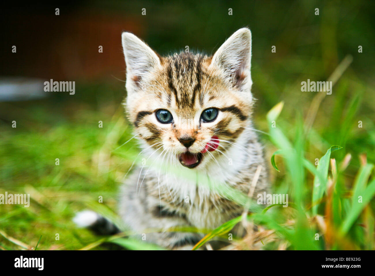 Il gatto domestico, gattino seduto in erba Foto Stock