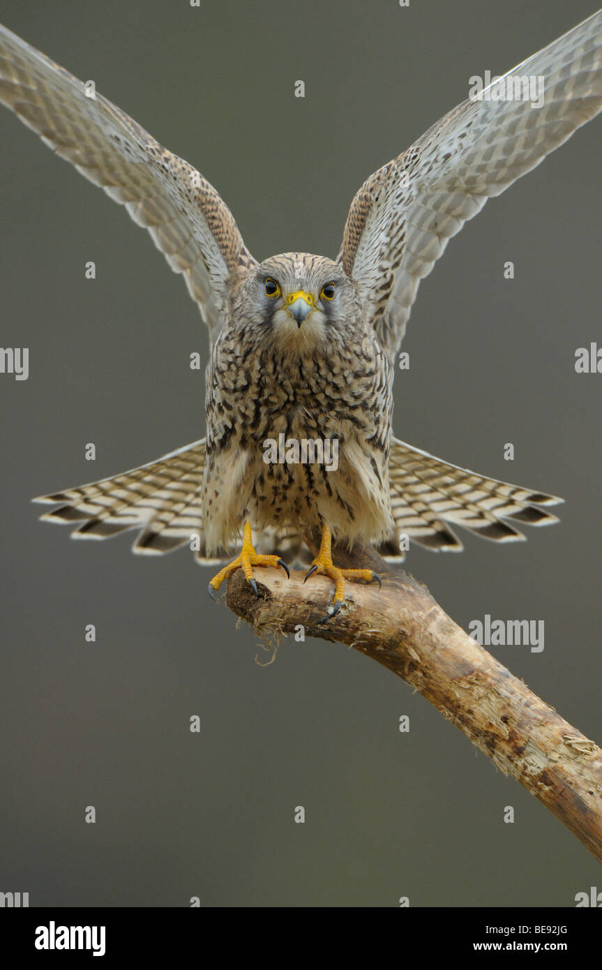 Femmina di gheppio appollaiato su un ramo morto con le ali sollevata e la Coda ampia, vista frontale Foto Stock