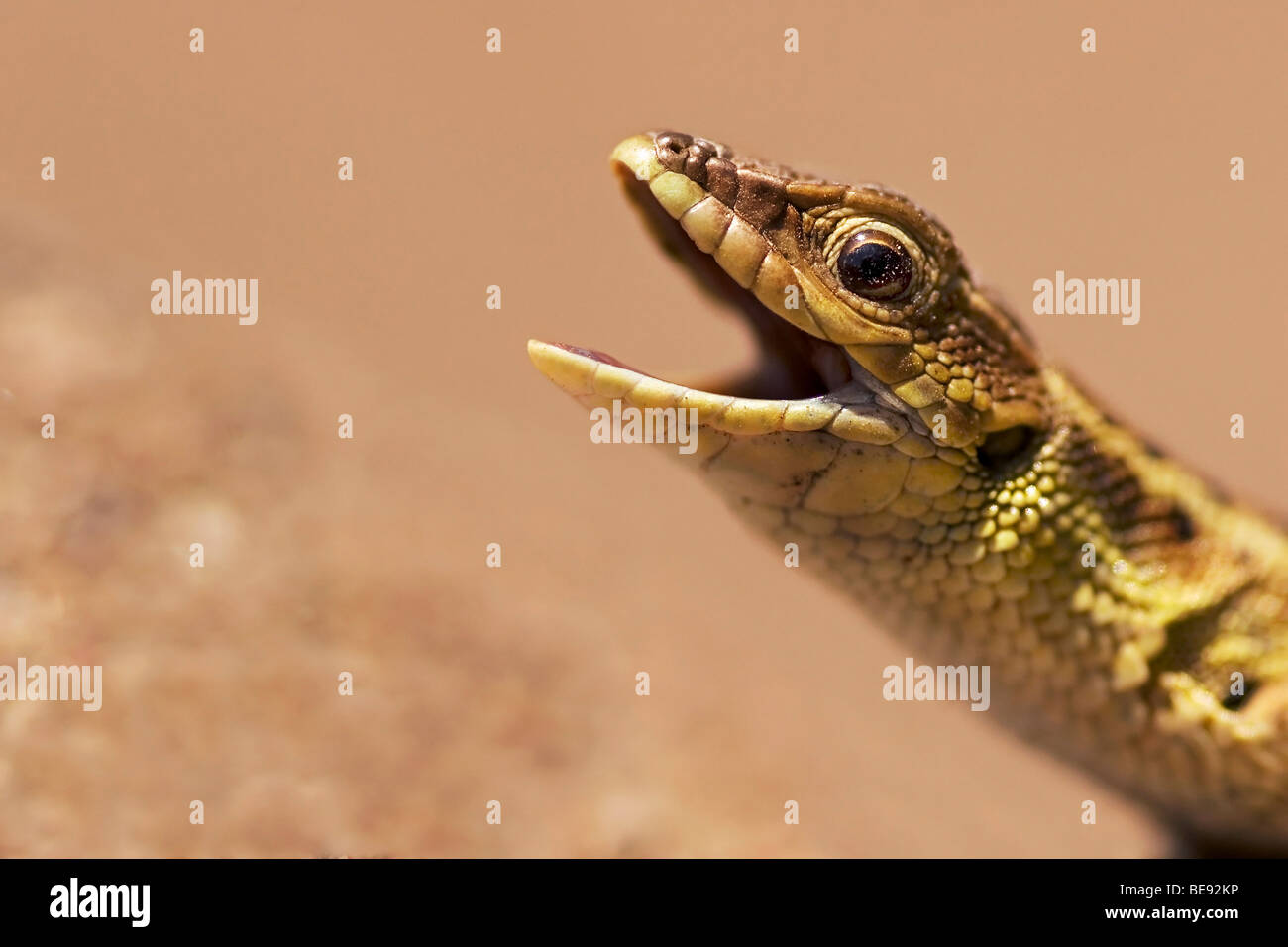 Macro portret van Slangooghagedis op Lesbo; Macro ritratto di Snake-eyed Lizard su Lesbo Foto Stock