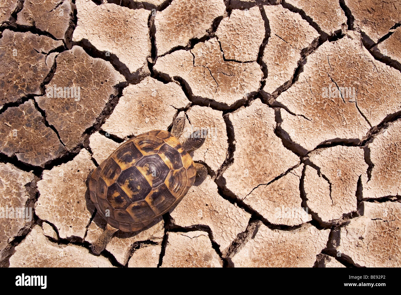 Vista dall'alto di Sperone-thighed Tortoise camminando sul suolo incrinato; Bovenaanzicht van wandelende Moorse landschildpad Foto Stock