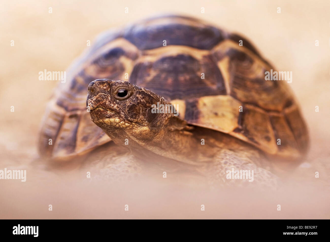 Vooraanzicht van Moorse landschildpad ; vista frontale di Sperone-thighed Tortoise Foto Stock