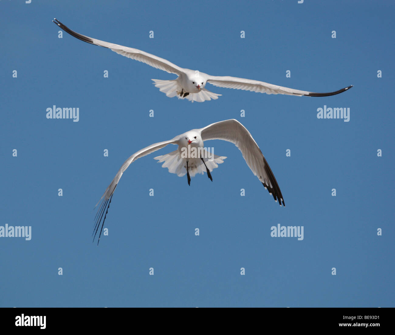 Twee Audouins meeuwen boven elkaar vliegend tegen een strakke blauwe lucht; due Gabbiani corsi volare insieme in un cielo blu Foto Stock