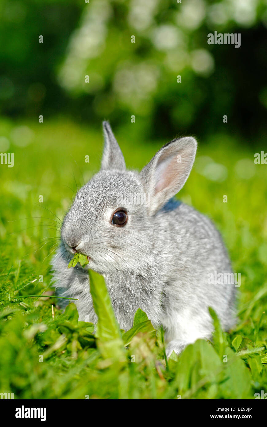 Giovani Dwarf Rabbit, circa 4 settimane di età, seduto sul prato Foto Stock