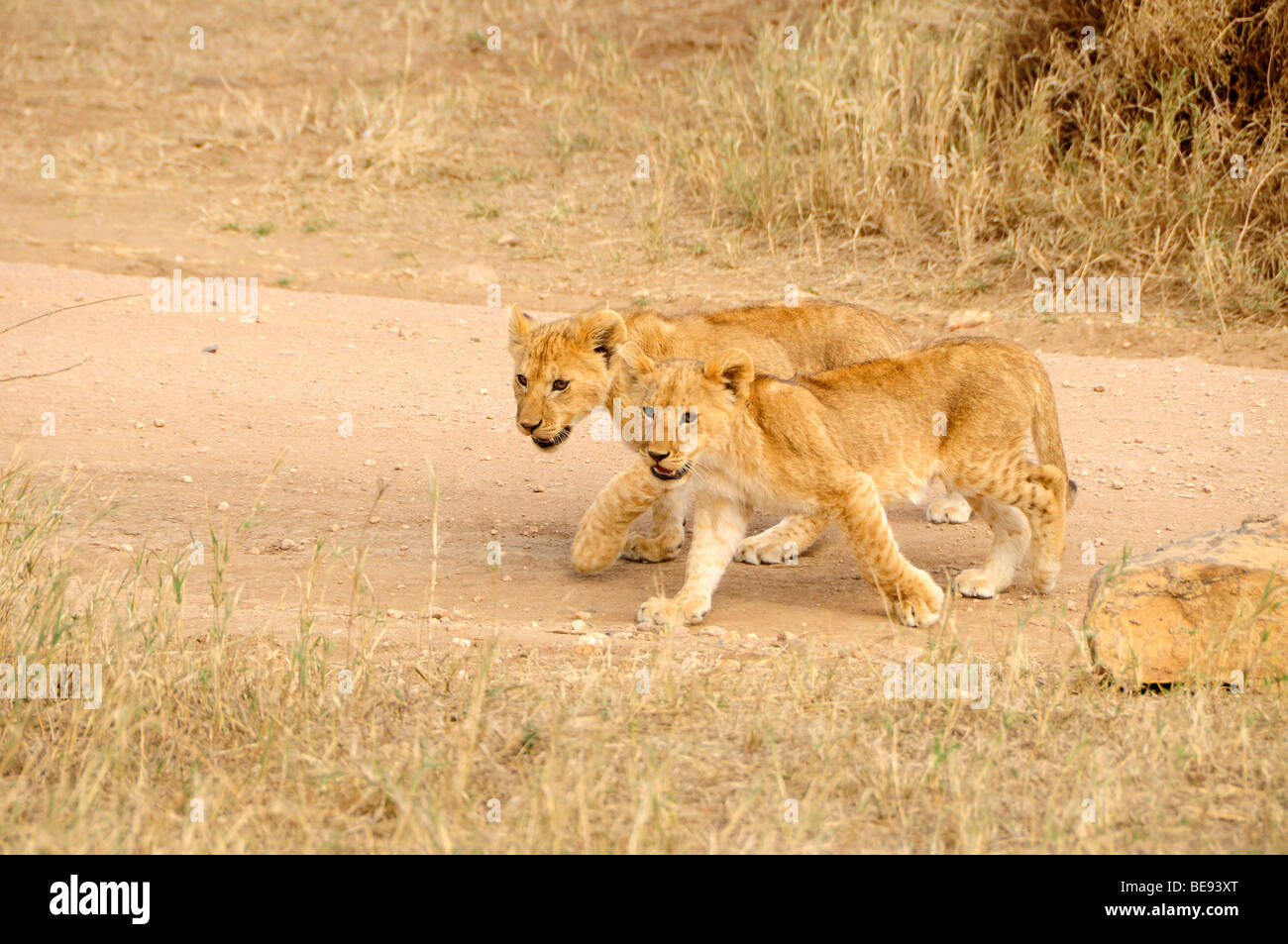 Due giovani leoni (Panthera leo) nel Parco Nazionale del Serengeti a Seronera, Tanzania Africa Foto Stock